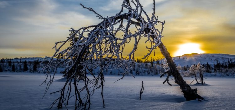 Фэншуй прогноз на январь 2018